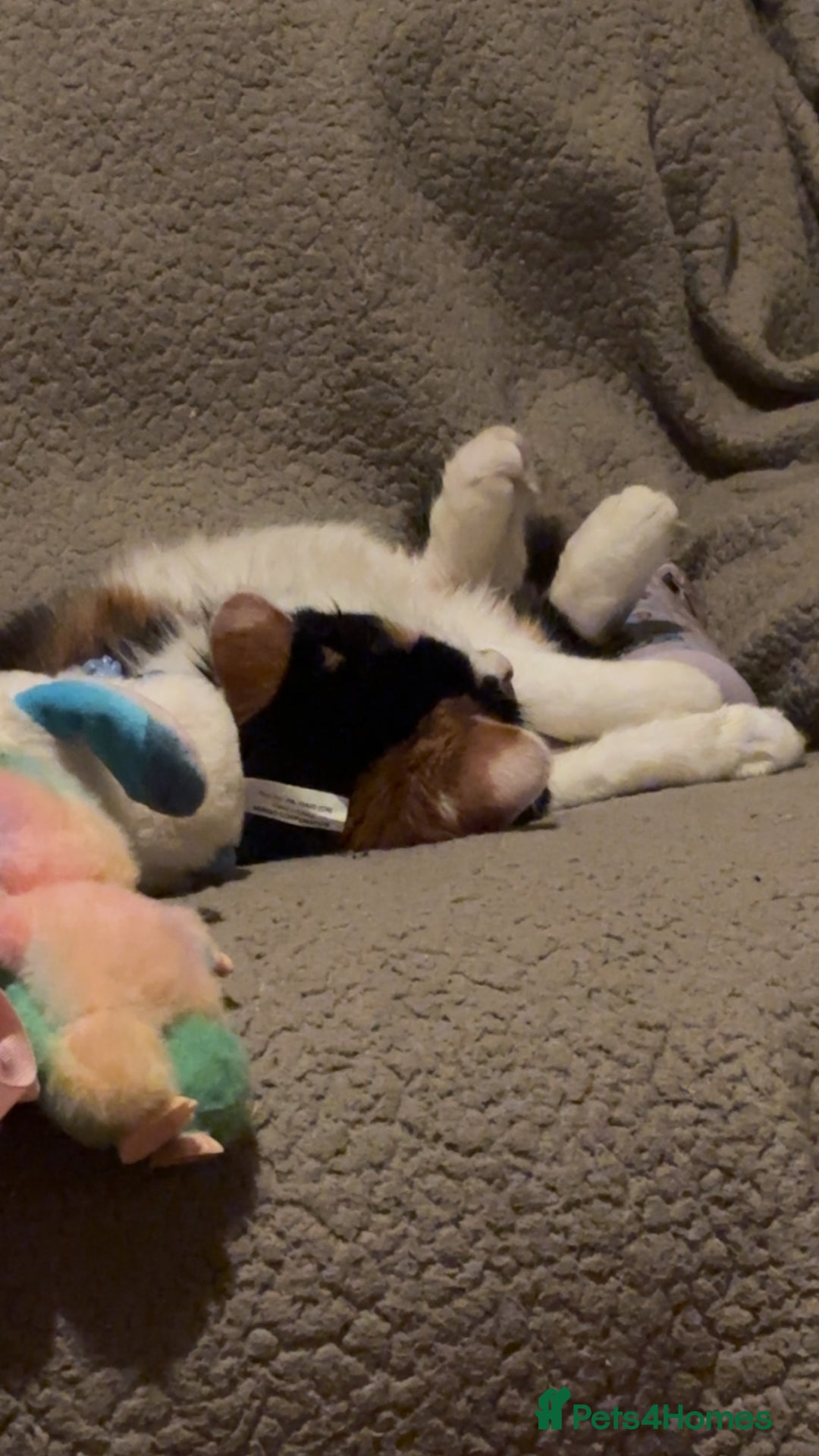 Mixed Breed cats for sale: Sad rehoming of Mango - Advert 5