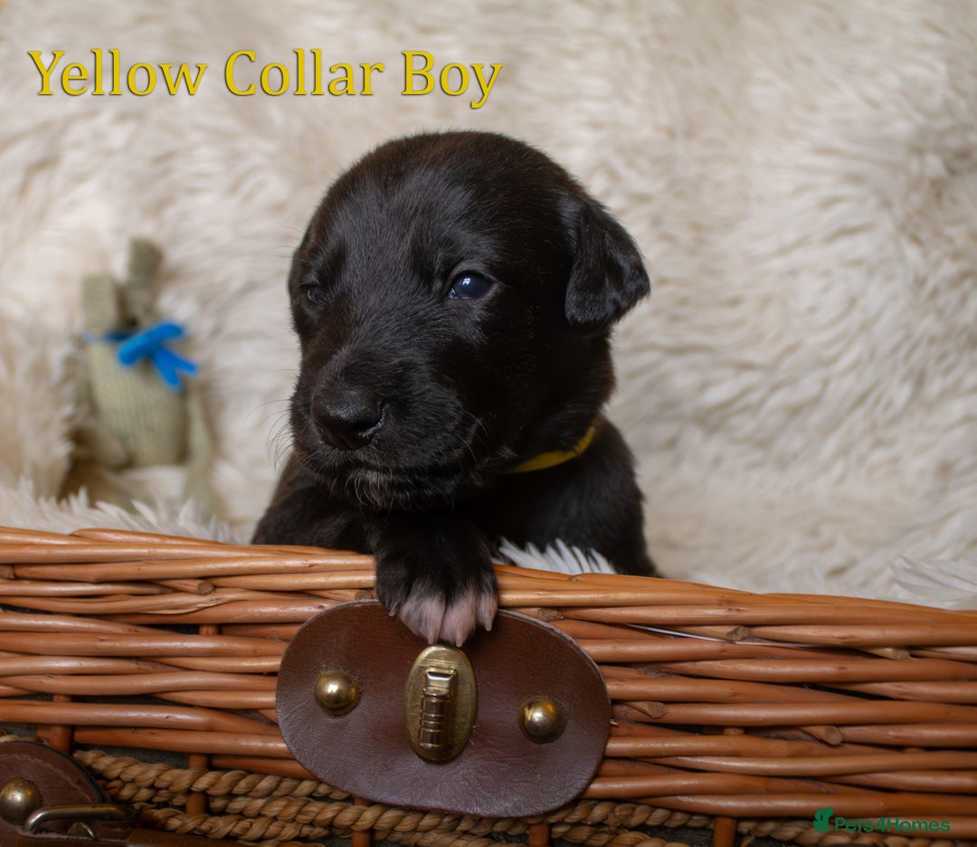 Mixed Breed dogs for sale: Beautiful bedlington whippet x lurcher puppies! - Image 8