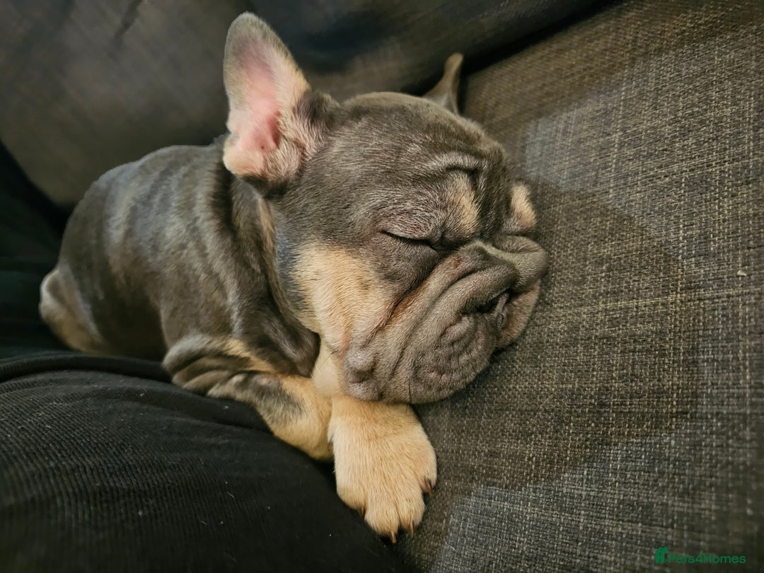 French Bulldog dogs for sale: BEAUTIFUL BIG  **  VELVET GIRL 🥰 - Advert 13