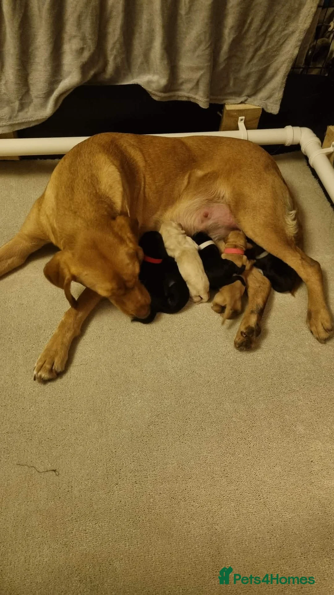 Labrador Retriever dogs for sale: Trained Labrador Puppies – Calm, KC Reg UK - Advert 2