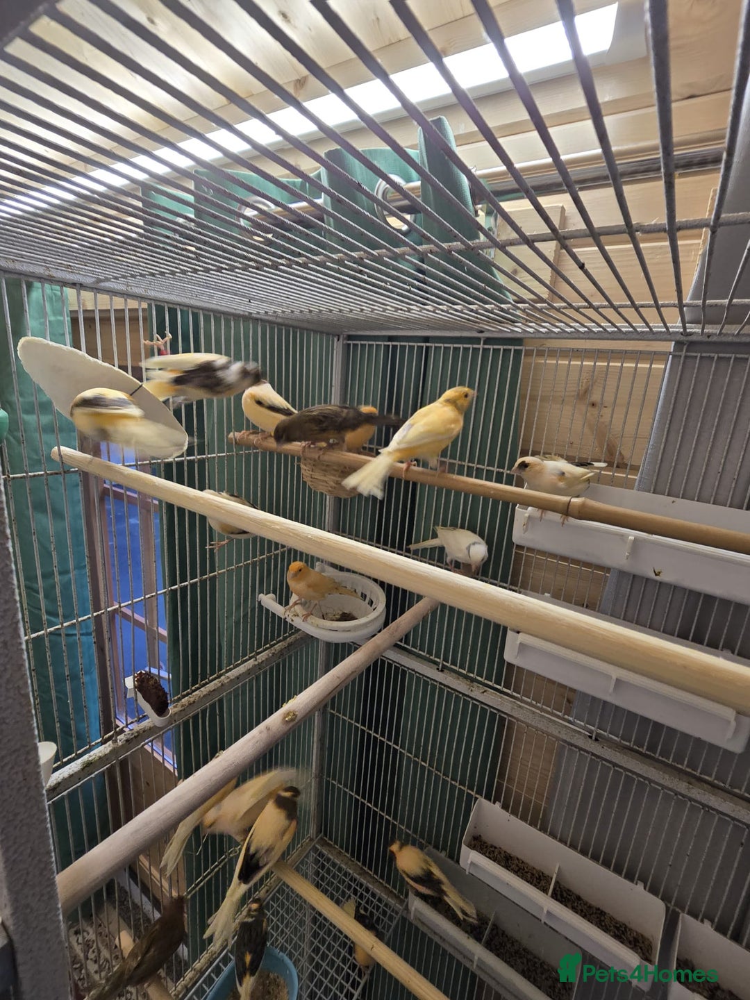 Canaries birds for sale: Beautiful healthy canaries for sale in Manchester  - Advert 9