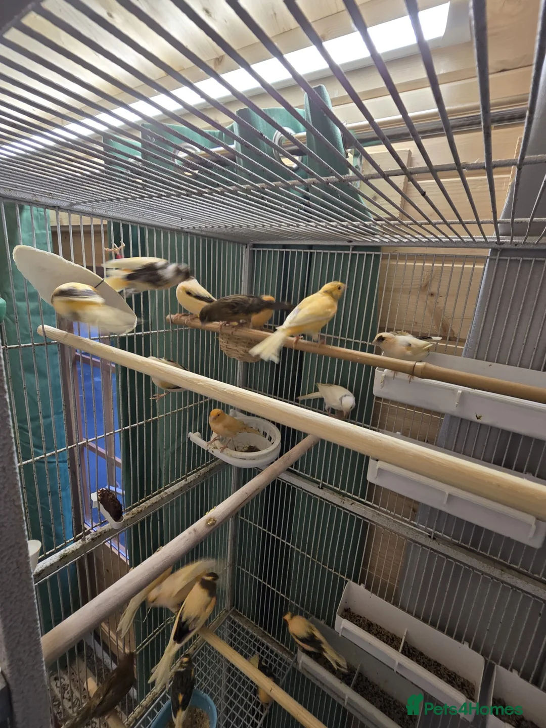 Canaries birds for sale: Beautiful healthy canaries for sale in Manchester  - Advert 12