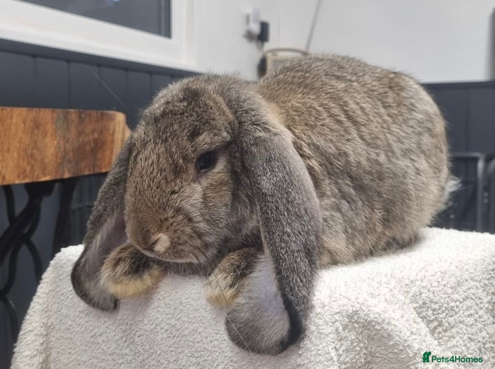 French Lop rabbits VACCINATED French Lop Pair - Advert 2