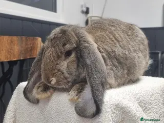 French Lop rabbits VACCINATED French Lop Pair - Advert 2