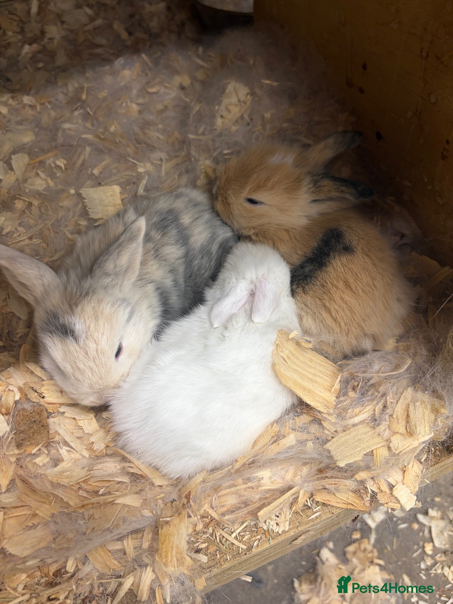 Mini Lop rabbits Mini lops for sale  - Advert 1