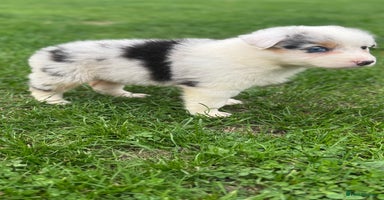 Australian Shepherd dogs - Advert 8