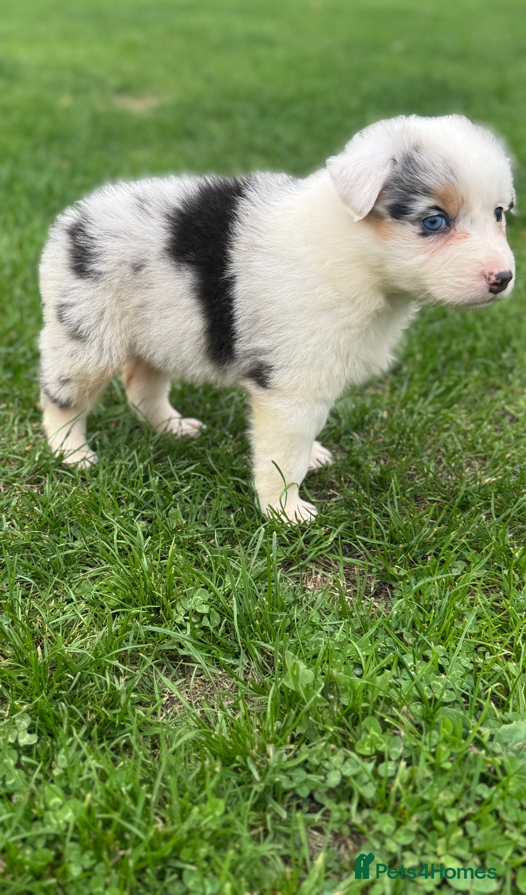 Australian Shepherd dogs for sale: 2 KC registered puppies remaining! Price drop  - Image 7