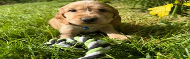 Cocker Spaniel Puppy 3