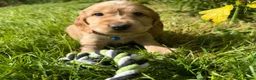 Cocker Spaniel dogs for sale: Show Type +DNA tested - Advert 11