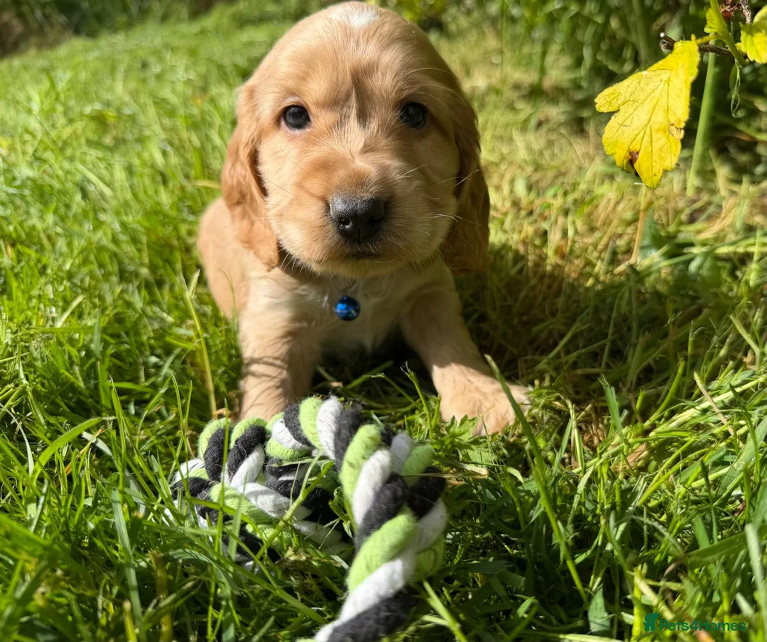 Cocker Spaniel dogs for sale: Show Type +DNA tested - Advert 11