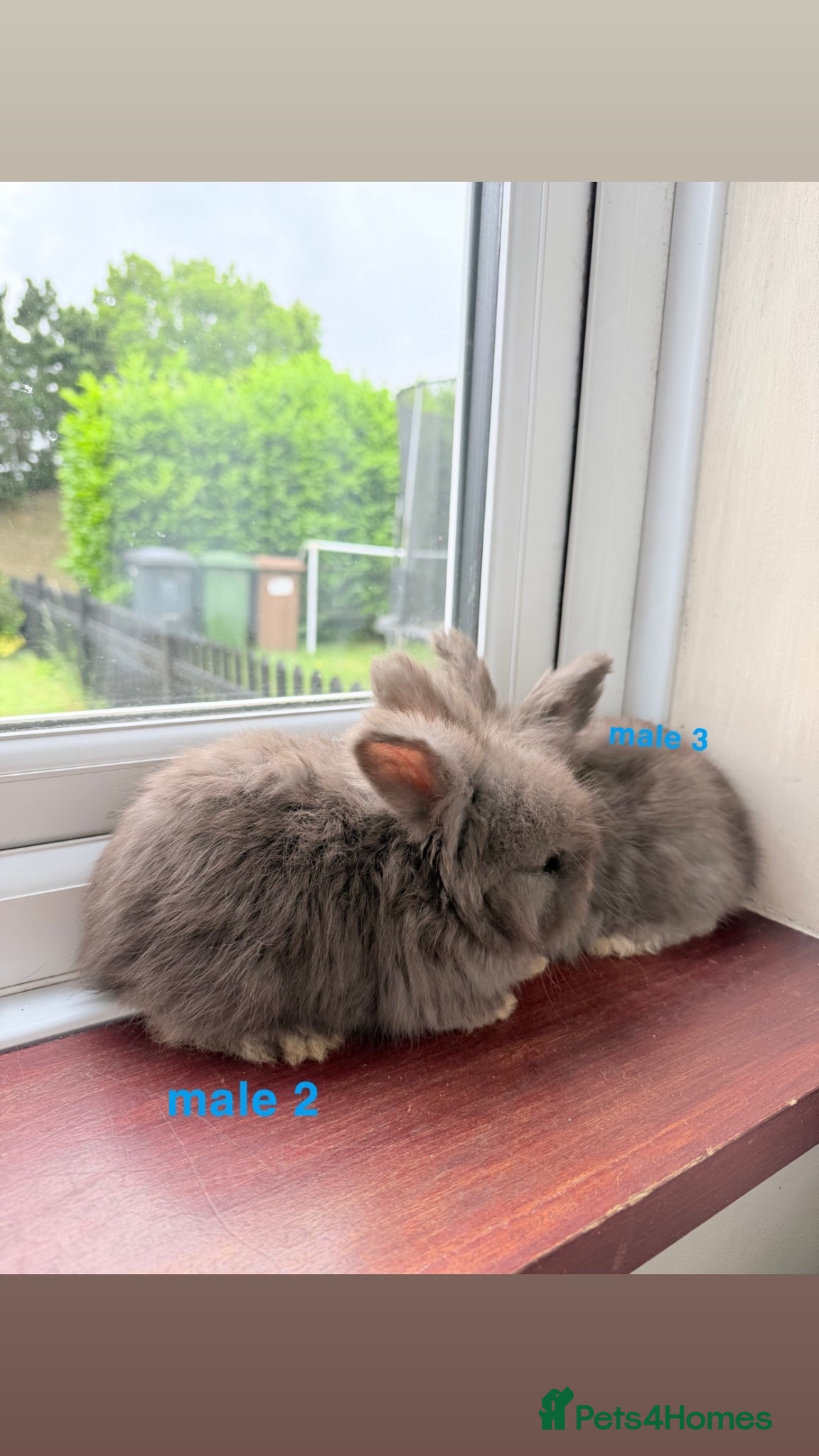 Angora rabbits for sale: pedigree english angora  - Advert 11