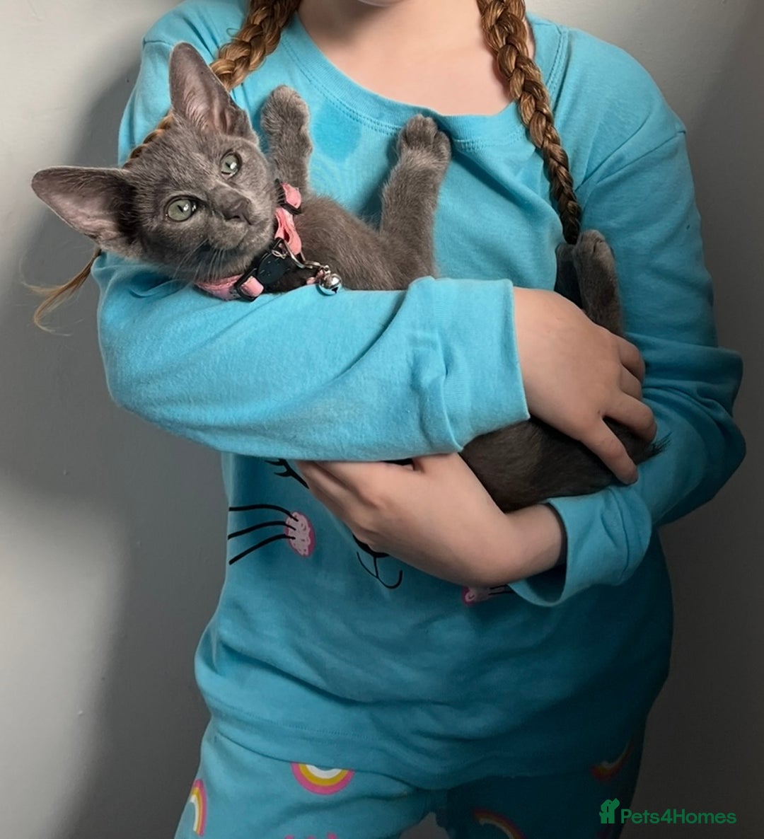Oriental cats for sale: Blue Oriental female kitten  - Image 6