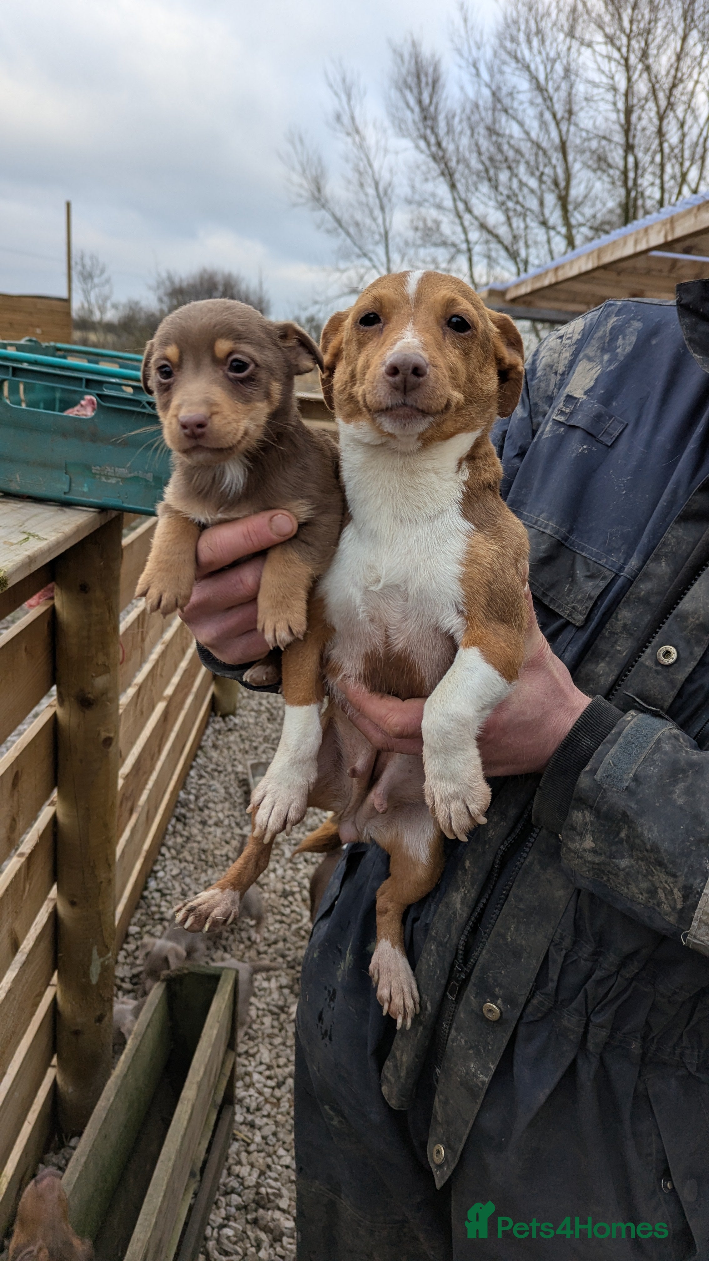 Jack Russell dogs Jack Russells  - Advert 2