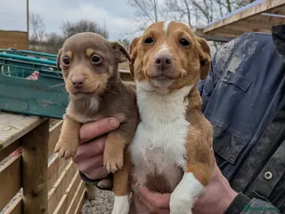 Jack Russell dogs Jack Russells - Advert 2