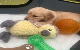 Golden Retriever dogs for sale: Golden retriever puppies - Image 9