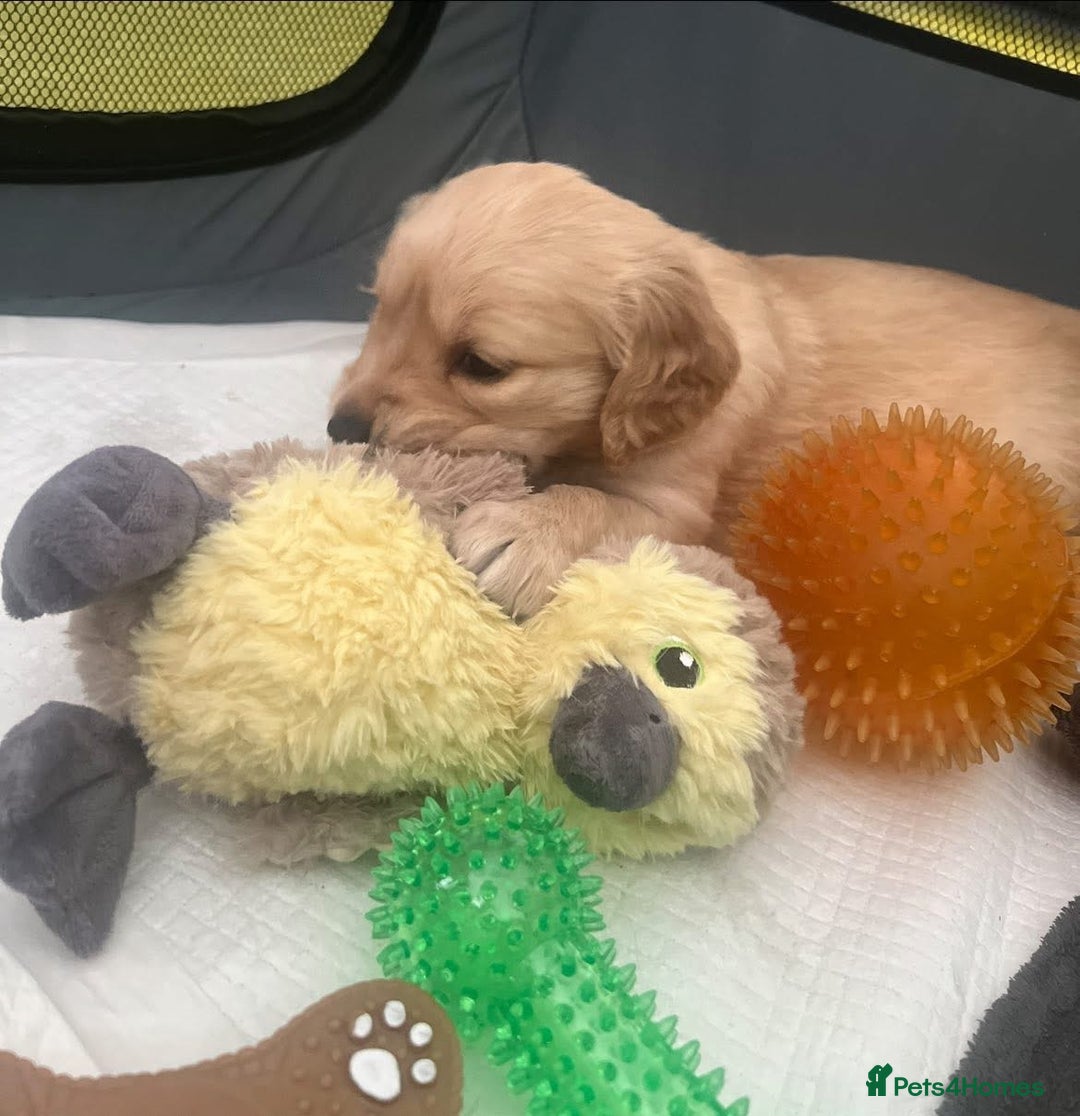 Golden Retriever dogs for sale: Golden retriever puppies - Image 9
