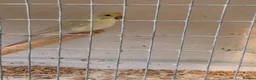 Budgerigars birds for sale: Beautiful budgies pair - Advert 5