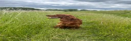 Mixed Breed dogs for stud: Golden Retriever x Irish Setter - Advert 11