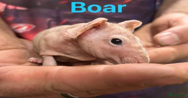 Guinea Pig rodents in Doncaster - Advert 16