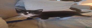 Male - Tuxedo 