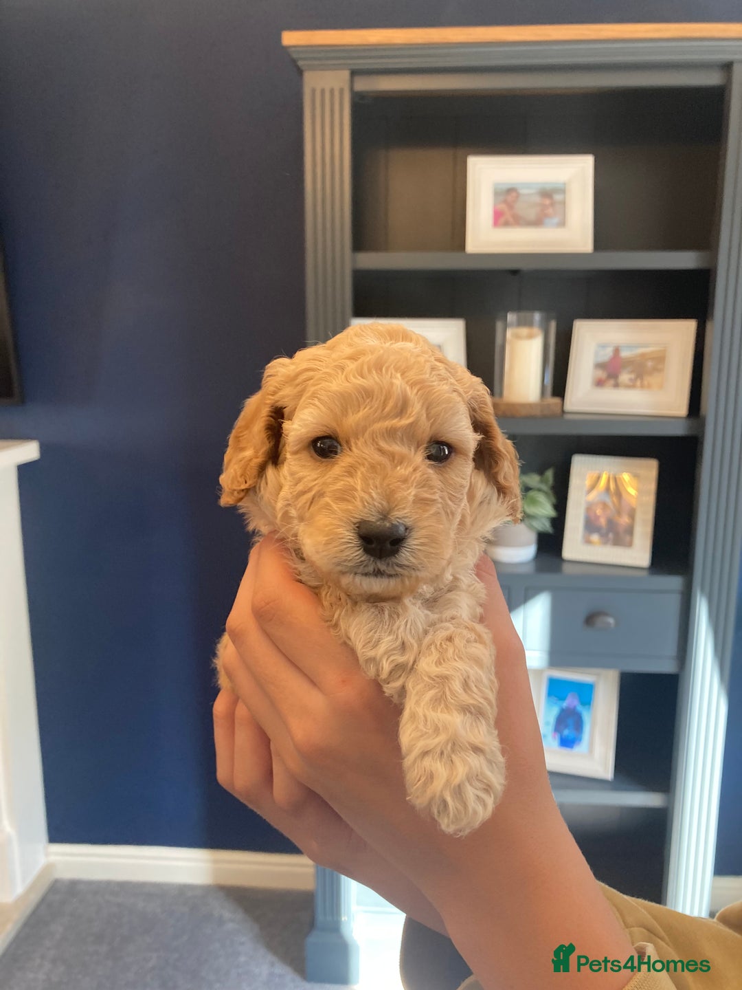 Cavapoo dogs for sale: F1B CAVAPOO PUPPIES  - Image 9
