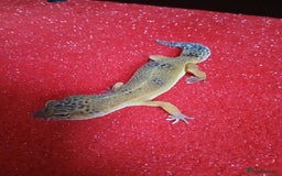 Leopard Gecko reptiles for sale: Baby's leopard geckos  in Rochester - Image 2