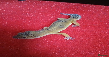 Leopard Gecko reptiles in Rochester - Advert 14