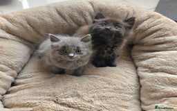 British Shorthair cats for sale: Adorable kittens bsh - Image 3