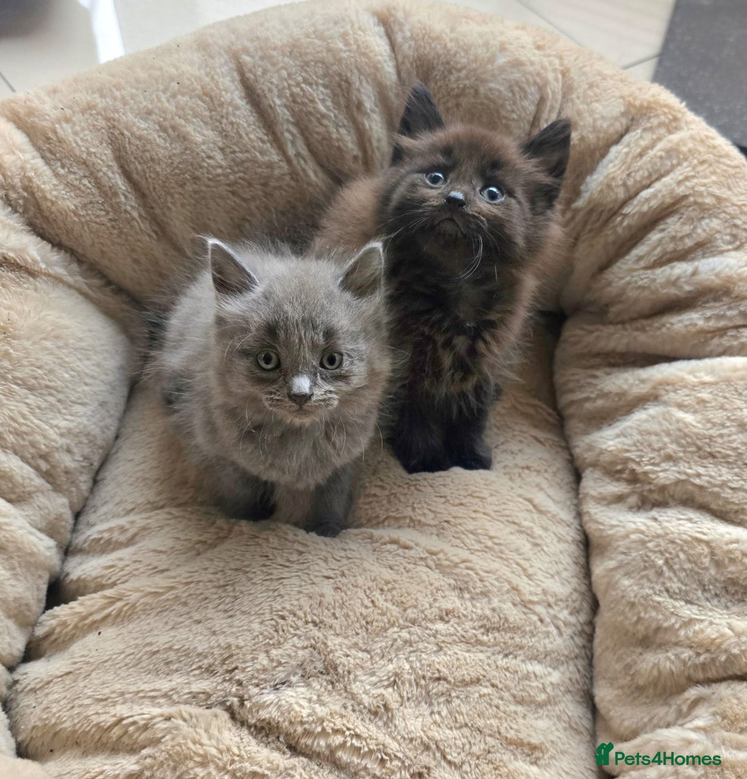 British Shorthair cats for sale: Adorable kittens bsh - Image 3