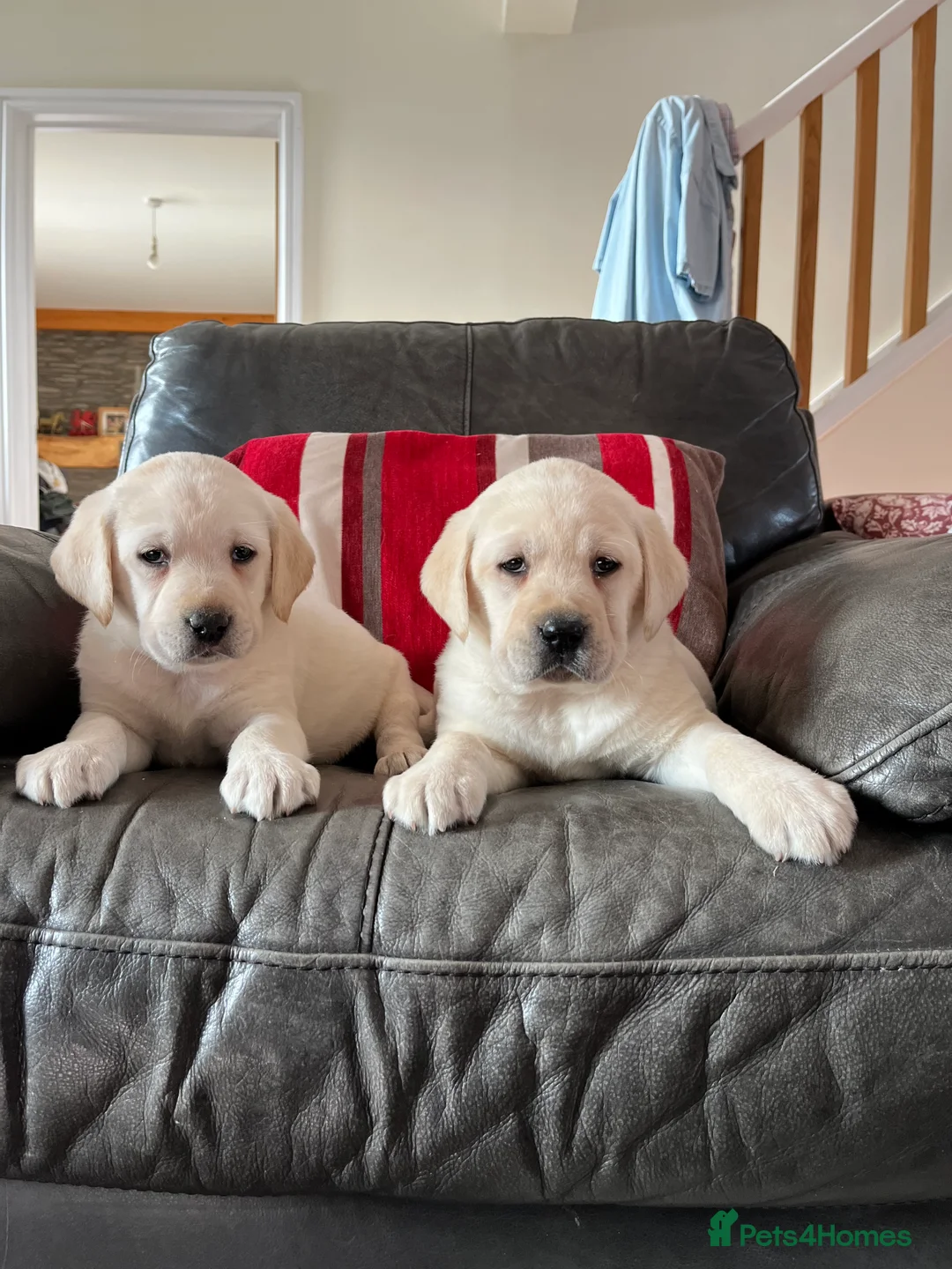 Labrador Retriever dogs for sale: Hip scored fully HEALTH TESTED 0 co-eff chunky 🐶  - Advert 8