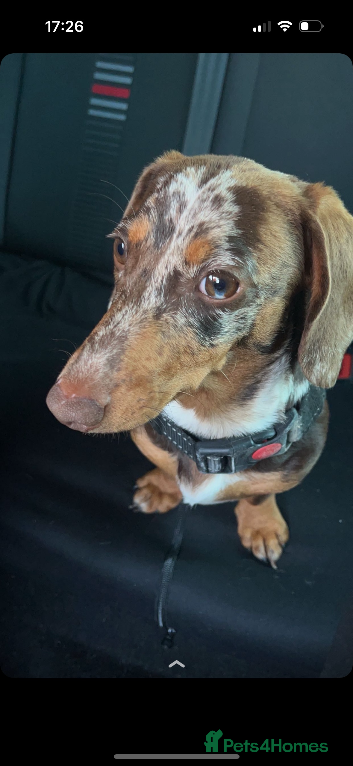 Miniature Dachshund dogs Miniature dachshund puppy’s  - Advert 1