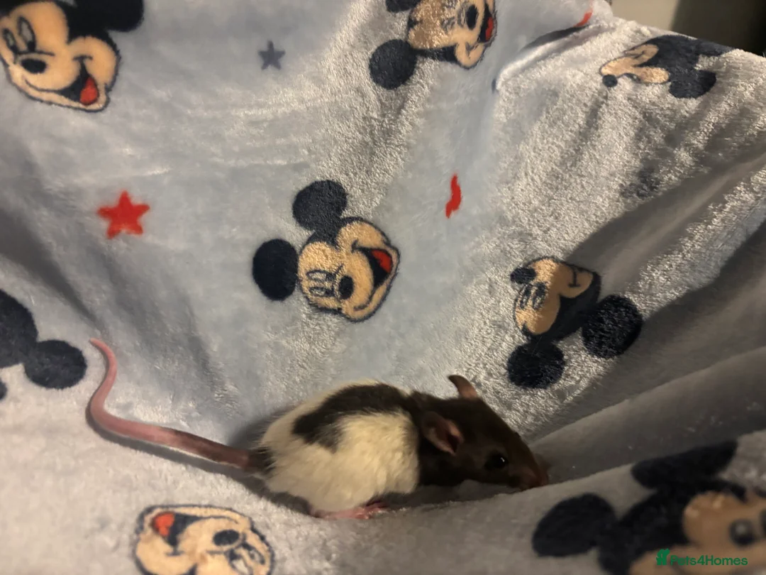 Rat rodents for sale: Gorgeous boys available now! - Advert 6