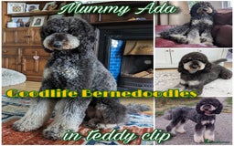 Bernedoodle dogs for sale: ⭐⭐⭐⭐Licensed•Ethical•HomeBreeder - Image 3