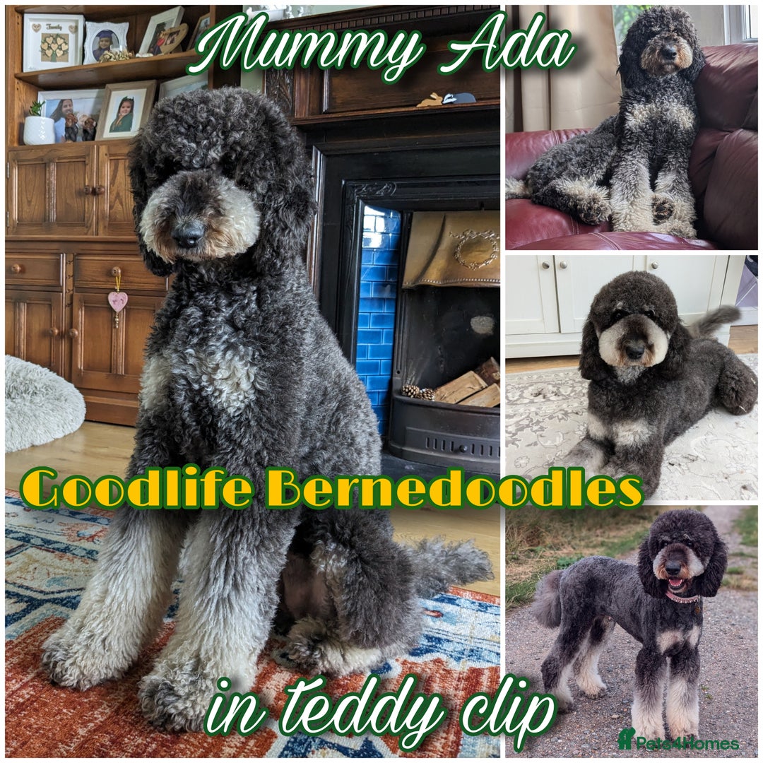 Bernedoodle dogs for sale: ⭐⭐⭐⭐Licensed•Ethical•HomeBreeder - Image 3