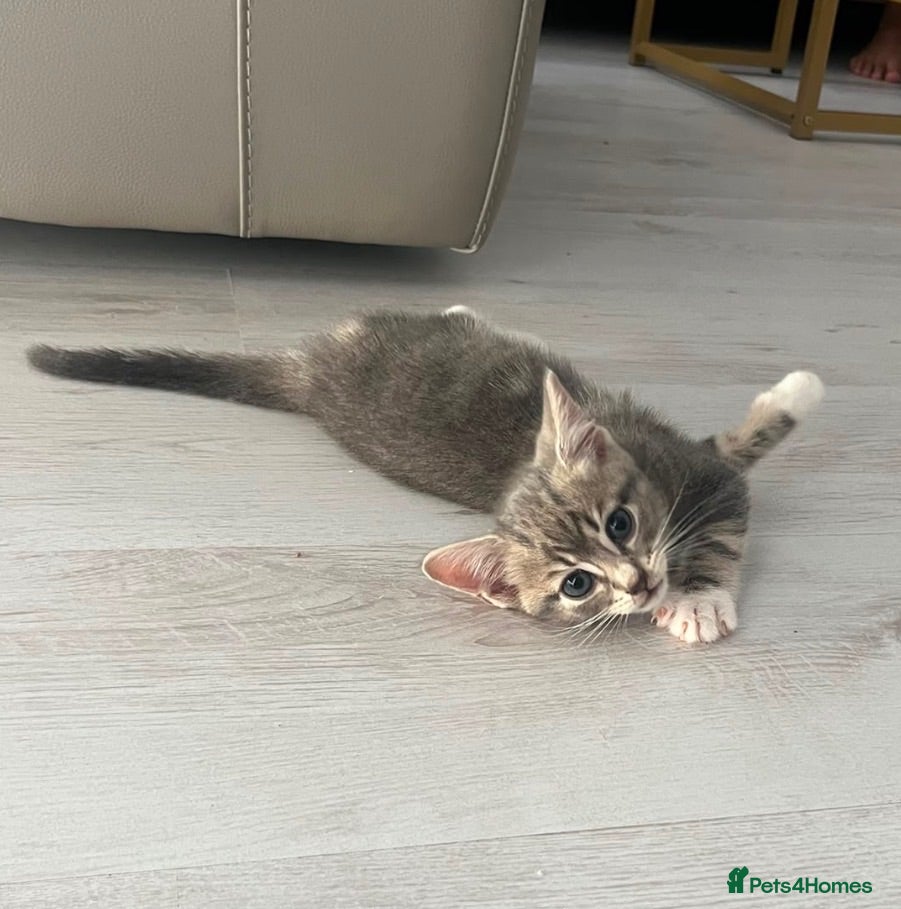 Mixed Breed cats Beautiful and very playful male kitten available  - Advert 11