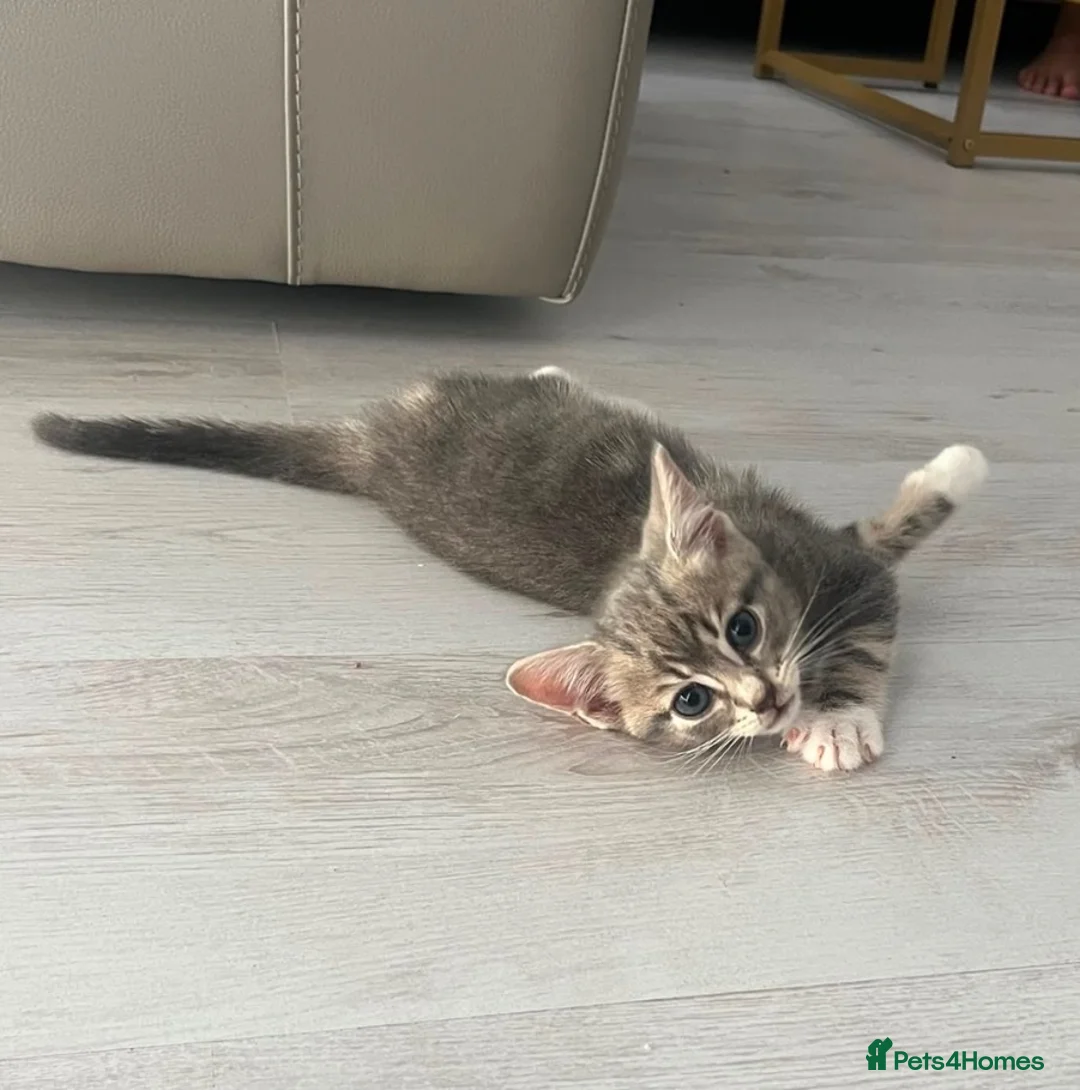 Mixed Breed cats for sale: Beautiful and very playful male kitten available  - Advert 1