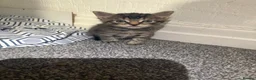 Mixed Breed cats for sale: Baby kittens  in Wigan - Advert 7