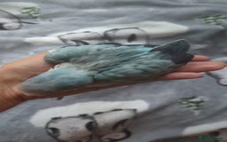 Parakeets birds for sale: Quaker parrots babies hand reared different colour - Image 13