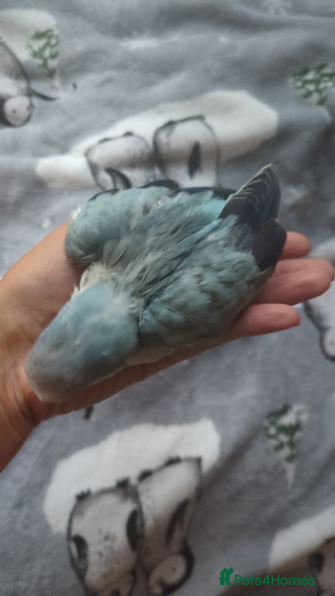 Parakeets birds for sale: Quaker parrots babies hand reared different colour - Image 13