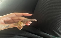 Gecko reptiles for sale: Baby Crested Geckos - Image 13