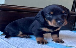 Dachshund dogs for sale: 5 adorable smooth haired dachshund puppies - Image 5