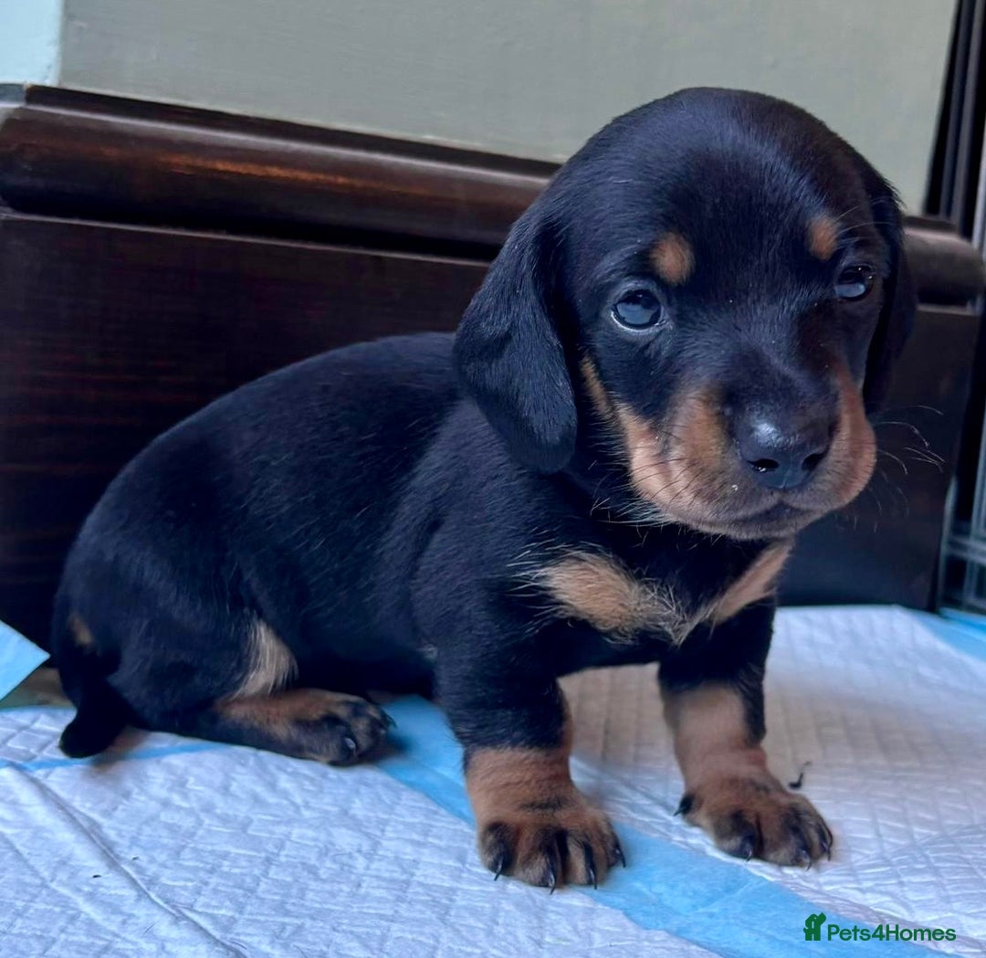 Dachshund dogs for sale: 5 adorable smooth haired dachshund puppies - Image 5