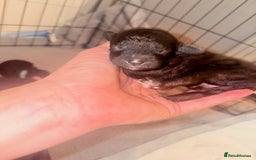 Cockapoo dogs for sale: Female f1b cockapoo puppies - Image 5