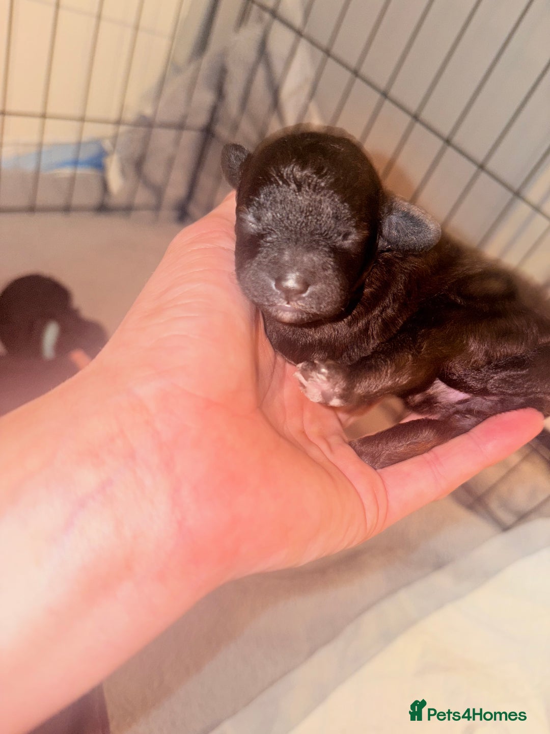 Cockapoo dogs for sale: Female f1b cockapoo puppies - Image 5