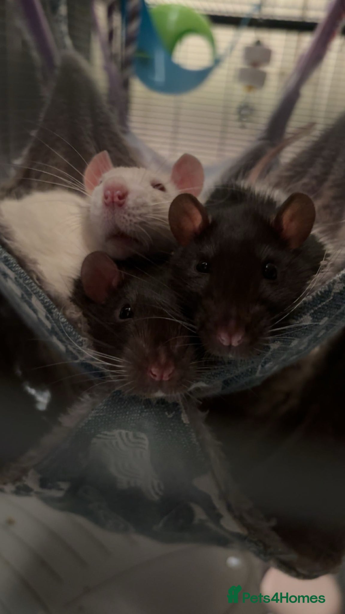 Rat rodents 3 rats for sale  - Advert 1