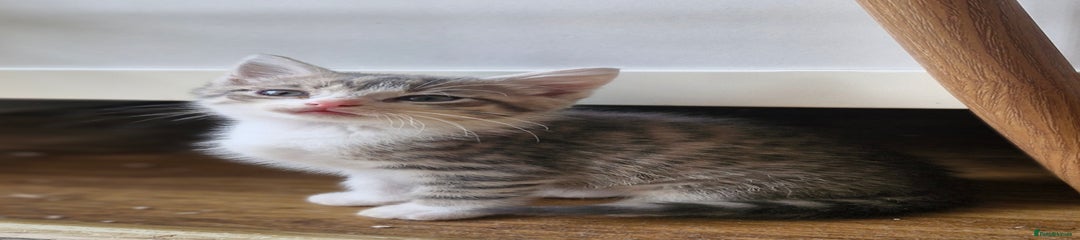 Mixed Breed Kitten 2