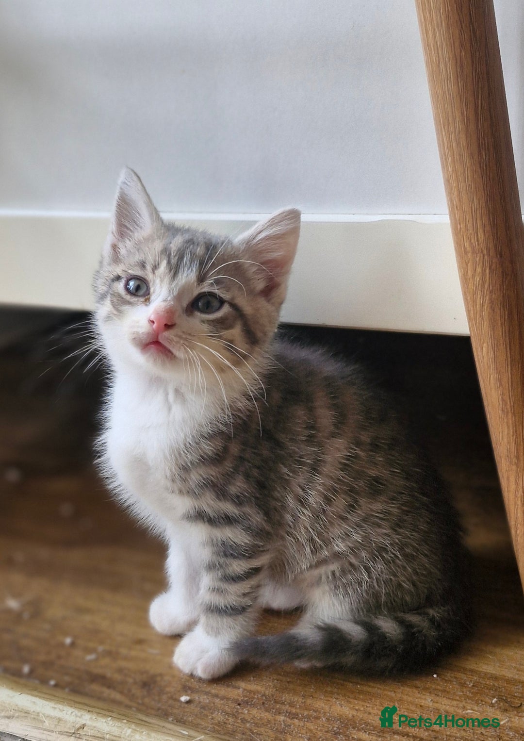 Mixed Breed cats for sale: British short-hair cross kittens - Image 3