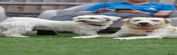 Mixed Breed dogs for adoption: Regina - nickname - Reggie in Fleet - Advert 21
