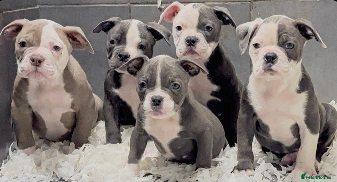 Old Tyme Bulldog dogs 23 years 5⭐️Rated Licensed professionals  - Advert 1