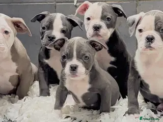 Old Tyme Bulldog dogs 23 years 5⭐️Rated Licensed professionals - Advert 1